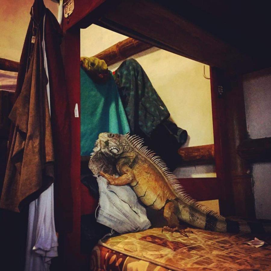My Little House Surf&Backpacker Hostel Монтаньїта Екстер'єр фото